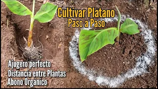 Como SEMBRAR PLATANO Paso a Paso - Distancia, AGUJERO Y Abono - Cultivar Platano