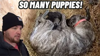 (Emotional Video) Things Didn’t Go As Planned But The GUARD DOG PUPPIES Are Here!