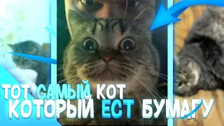 ТОТ САМЫЙ КОТ ФЛЕЙЗИНА )! КОТ ФЛЕЙЗИНА ! ФЛЕЙЗИН ТЕЛЕГРАМ  #Flazin #ФЛАЗИН