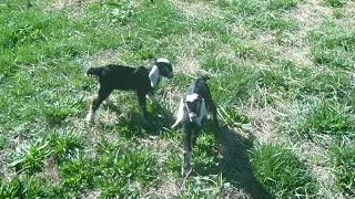 Baby Goats Go Outside For First Time --  Guitar Surprise !!!