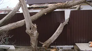 В Волгограде семья оказалась один на один с рухнувшим деревом