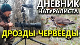 Дневник натуралиста. Дрозды-Червееды