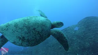 Sea Tiger Shipwreck Honolulu Hawaii - vlog 382