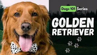 Golden Retriever 101: Everything you need to know