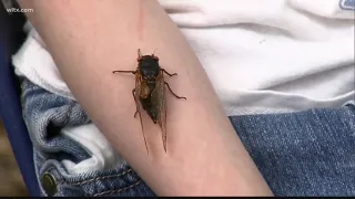 Cicadas causing some disturbances in Newberry