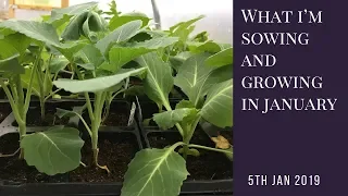 What I'm sowing and growing in January