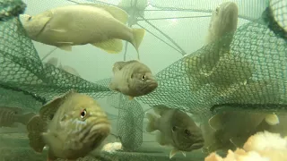 GoPro INSIDE a Fish Trap (underwater footage)