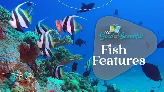 Fish Features | Reptiles, Amphibians, and Fish | The Good and the Beautiful