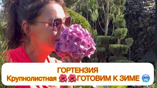 ✅ГОРТЕНЗИЯ Крупнолистная 🌺🌺 ГОТОВИМ К ЗИМЕ🥶