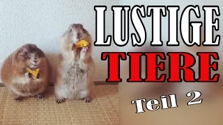 Süße und Lustige Tiervideos || ✪ Stern DuTube ( Teil 2)