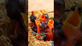 The lucky birds #shortvideo #rescue #cute #animals #birds #shorts