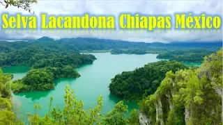 La Selva LACANDONA Chiapas Documental Mexicano 🌲 🍇 🌎