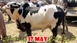 Multan Cow Mandi Ablak Or Cholistani Khubsurat Bachray  | Urdu/Hindi | | SS Tv |