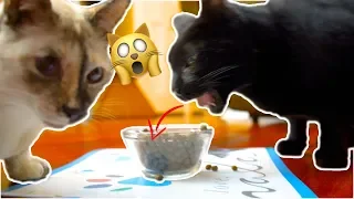 Cat vs New Food - N2 Cat Crew S2 Ep2