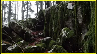 Rain Drops Falling From Trees and Moss / Relaxing Sound of Rain and Wind in Forest 2 Hours