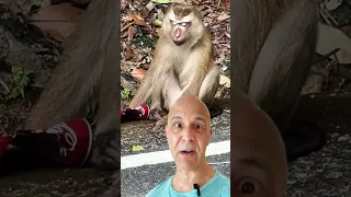 I Saw a  Monkey Drinking Coca-Cola!  Dr. Mandell