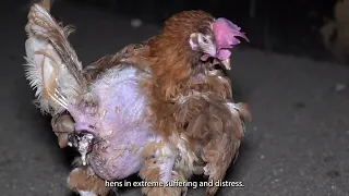 ROTTEN: Part-three, Cage-free exposed 2024.