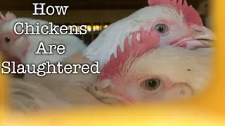 How Chickens Are Slaughtered