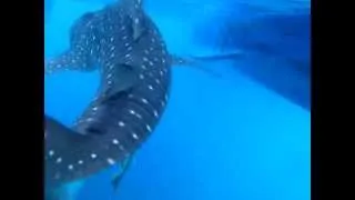 Whale Shark  Китовая акула. первая встреча. Симиланы, Тайланд Similan Islands