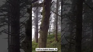 The Trail to Hobbit Beach, OR via Heceta Head. - A Moody Oregon Coast