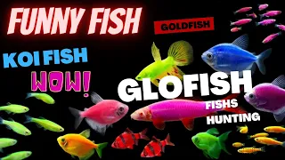 Fishing and Hunting for glofish, goldfish, king crab, betta fish, koi fish,  in aquarium ponds