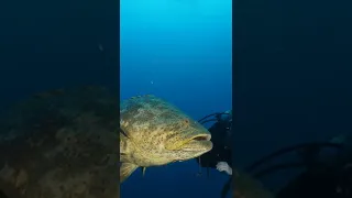 Helping a Goliath grouper