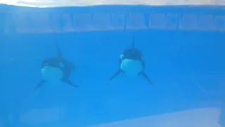 Adan and Morgan on January 5, 2022 at Loro Parque