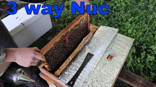 Queen Rearing in a 3-way Nuc and a Double Screenboard