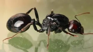 мои новые муравьи! | Messor barbarus, Messor denticulatus