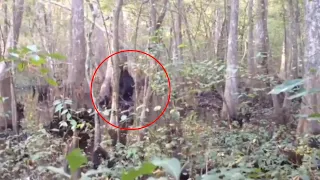 Bigfoot Sightings Caught On Camera