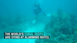 World's deepest coral reef nursery