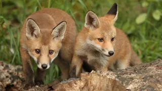 Urban Red Fox Mum Has Surprising Litter | Discover Wildlife | Robert E Fuller