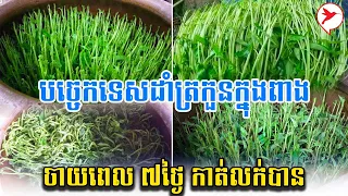 បច្ចេកទេសដាំត្រកួនក្នុងពាង ចាយពេល ៧ថ្ងៃ កាត់លក់បាន | កម្មវីធីកសិកម្ម