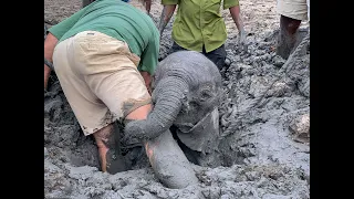 Baby elephants rescued from mud