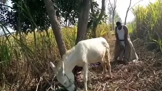 New Donkey Video man with donkey living Amazing funny HD 2020 Part 07 | May 29, 2021(2)