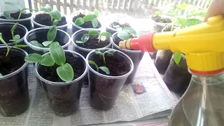 Вирощування розсади огірків. Органічні підживлення розсади.