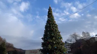 Анютины глазки на клумбах Лазаревского под новогодней елкой. 18 декабря 2018