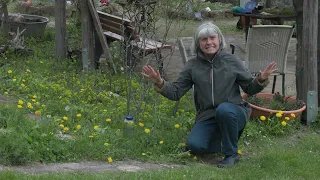 So kannst du mit LÖWENZAHN deinen DARM sanieren! | Mini Kräuterkunde mit Ruth Pfennighaus