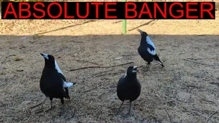 Australian Magpies Singing Me Their New Song (And Doing Some Weird Little Grunts)