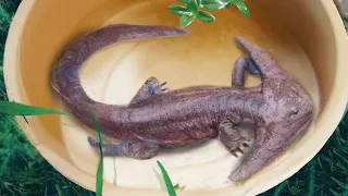 10 Prehistoric Creatures Recently Discovered!