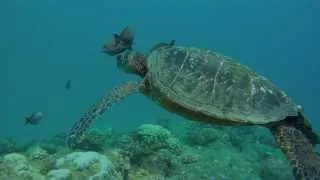 Turtle Cleaning Station at Tunnels Beach, Kauai