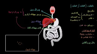 Hepatic lobule  | Gastrointestinal system physiology |  NCLEX RN |  Khan Academy Urdu