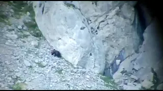 Impresionante pelea de osos en Palencia. Madre osa lucha por su cachorro.