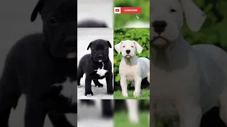 Black Pitbull Vs Dogo Argentino🔥🔥 #shorts #pitbull #dogoargentino