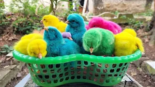 Menangkap Ayam lucu,Ayam warna warni,Ayam rainbow,Bebek,Angsa,kucing,Ikan, Sapi,Animal cute #98