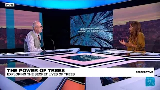 'The Hidden Life of Trees': How they communicate, nurture and even show tribal loyalty • FRANCE 24