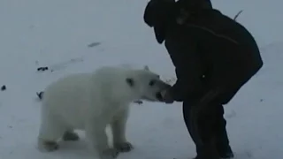 Дикий белый медведь ест с рук. Ми-Ми-Мишка! The polar bear eats with hands