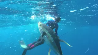 Spearfishing Yellowfin Tuna at Cape Point Tuna Grounds