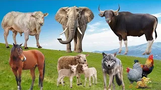 Wild Animal Sounds In Peaceful: Sheep, Elephant, Horse, Bull, Chicken - Animal Paradise