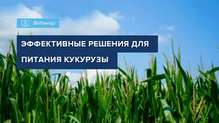 ВЕБИНАР "ОСОБЕННОСТИ МИНЕРАЛЬНОГО ПИТАНИЯ КУКУРУЗЫ"